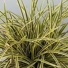 Carex morrowii 'Vanilla Ice' - Tarkalevelű sás, díszsás 