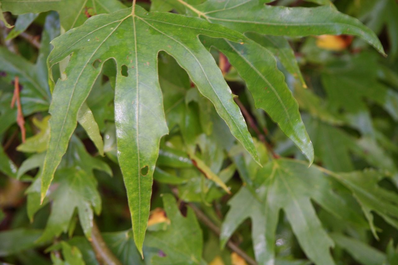 Platanus acerifolia - platánfa 