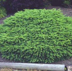 Picea abies 'Nidiformis' - Fészekfenyő, K5 Picea abies 'Nidiformis' - Fészekfenyő, K5