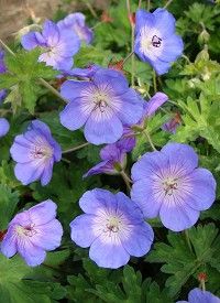 Geranium 'Rozanne' - Gólyaorr Geranium 'Rozanne' - Gólyaorr