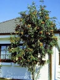 Sorbus arnoldiana 'Golden Wonder' - sárga termésű berkenye