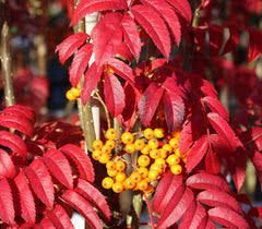Sorbus aucuparia 'Autumn Spire' - madárberkenye