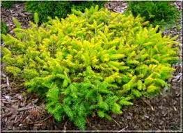 Picea abies 'Vermont Gold' - arany, norvég, törpe lucfenyő Picea abies 'Vermont Gold' - arany, norvég, törpe lucfenyő