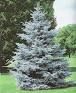 Picea pungens glauca - Ezüstfenyő, 125/150 cm