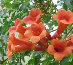 Campsis radicans 'Orange Dream' - Trombitafolyondár