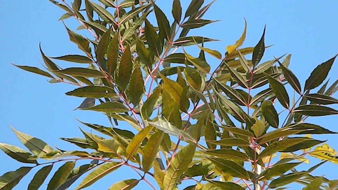 Fraxinus angustifolia 'Raywood' - Keskenylevelű, magyar kőris K10, Tk6/8