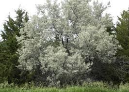 Eleagnus angustifolia - keskenylevelű ezüstfa