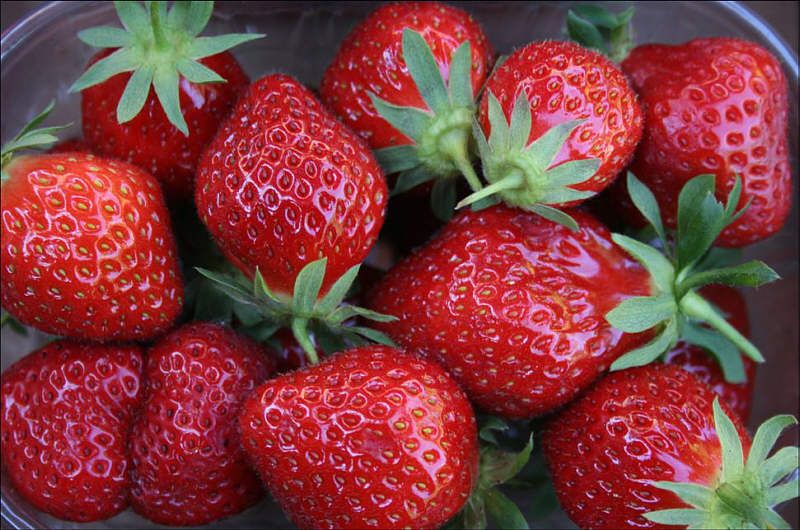 Mara de Bois szamóca, kétszer termő