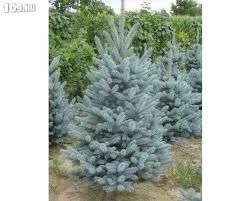 Picea pungens 'Balaton' - ezüstfenyő, 40-60 cm