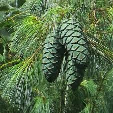 Pinus amandii - kínai dió-selyemfenyő Pinus amandii - kínai dió-selyemfenyő