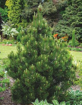 Pinus nigra 'Nana' - Törpe Feketefenyő, 4 l. kont.
