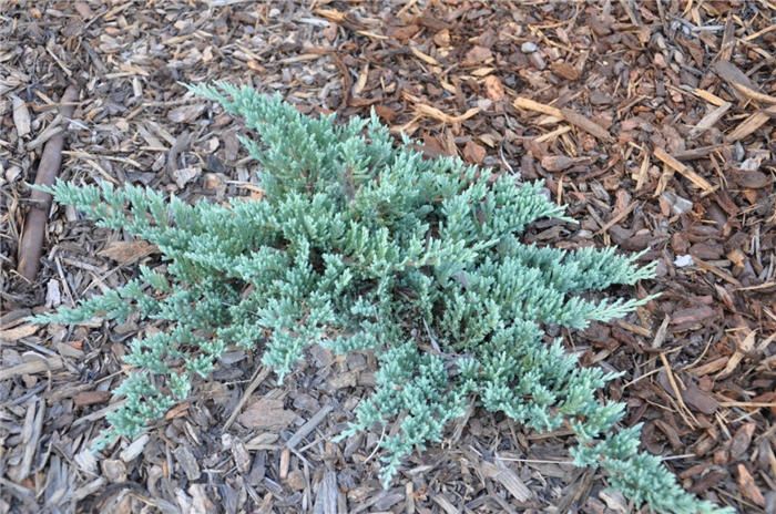 Juniperus Horizontalis 'Blue Chip' - Kúszó henye boróka, 5 l. kont.	
