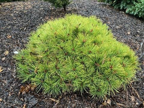 Pinus densiflora 'Low Glow' – Törpe japán erdeifenyő Pinus densiflora 'Low Glow' – Törpe japán erdeifenyő