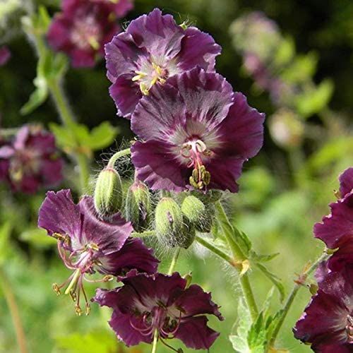 Geranium phaeum ‘Samobor’ – fodros gólyaorr Geranium phaeum ‘Samobor’ – fodros gólyaorr