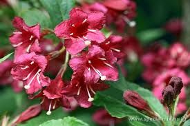 Weigela 'Netport Red' - Rózsalonc Weigela 'Netport Red' - Rózsalonc
