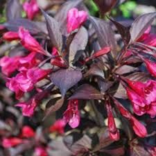 Weigela florida 'Alexandra'- Törpe rózsalonc