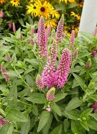 Veronica longifolia 'First Love' - hosszúlevelű veronika