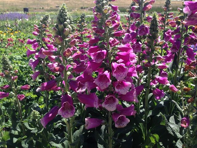 Digitalis purpurea 'Dalmatian 'Purple'	- Pettyegetett gyűszűvirág