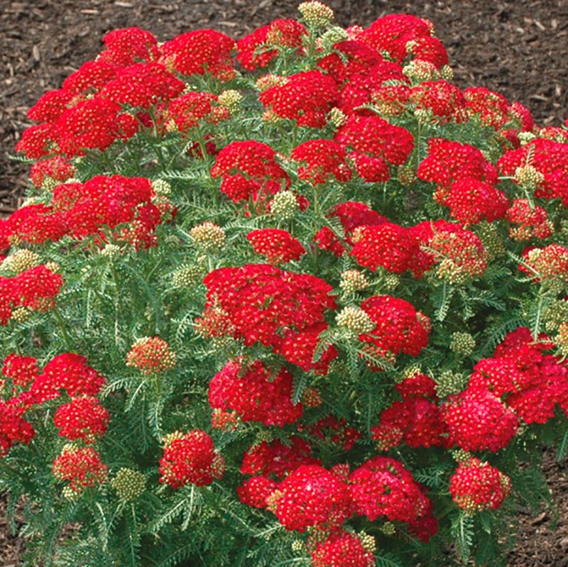 Achillea millefolium 'Tutrti Frutti Pomagranate' - Közönséges cickafark