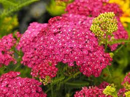 Achillea millefolium 'Saucy Seduction' - Közönséges cickafark Achillea millefolium 'Saucy Seduction' - Közönséges cickafark