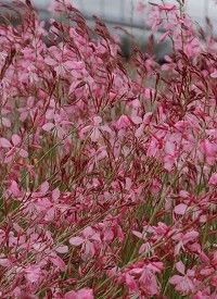 Gaura lindheimeri 'Siskiyou Pink' - évelő díszgyertya