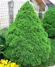 Picea glauca ’Conica’ - Cukorsüvegfenyő 