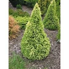 Picea glauca 'Daisy's White' - Fehér cukorsüvegfenyő