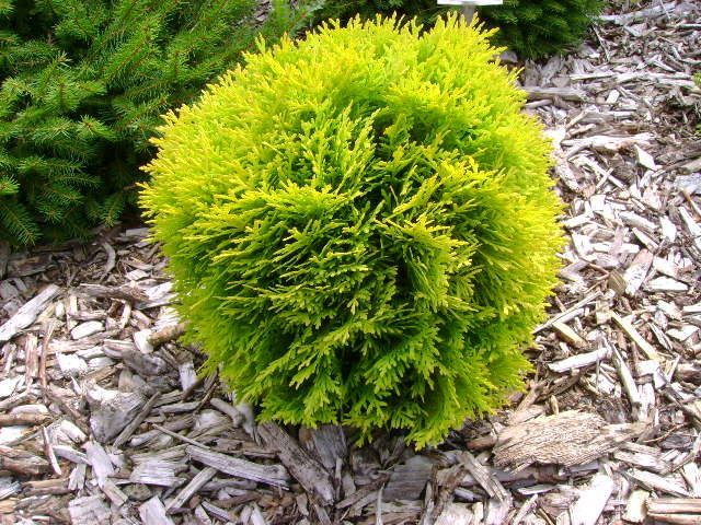Thuja occidentalis 'Malonyana Aurea' – Arany, oszlopos nyugati tuja Thuja occidentalis 'Malonyana Aurea' – Arany, oszlopos nyugati tuja