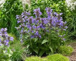Nepeta 'Neptune' - macskamenta