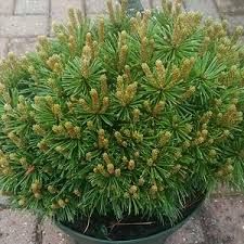 Pinus mugo 'Benjamin' - Havasi törpefenyő, K2 Pinus mugo 'Benjamin' - Havasi törpefenyő, K2