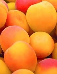 Ceglédi arany kajszibarack, szabadgyökeres oltvány