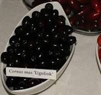Cornus mas 'Ugoliok' - Húsos som Cornus mas 'Ugoliok' - Húsos som