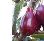 Cornus mas 'Ugoliok' - Húsos som Cornus mas 'Ugoliok' - Húsos som
