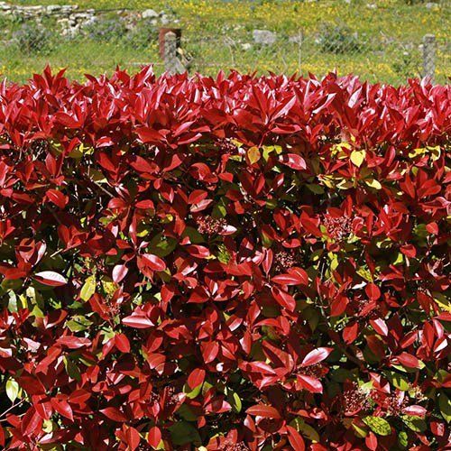 Photinia x fraseri ‘Carré Rouge’ – korallberkenye, K10, 100/125 Photinia x fraseri ‘Carré Rouge’ – korallberkenye, K10, 100/125