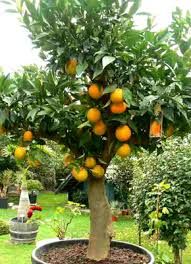 Édes narancs - Citrus sinensis Édes narancs - Citrus sinensis
