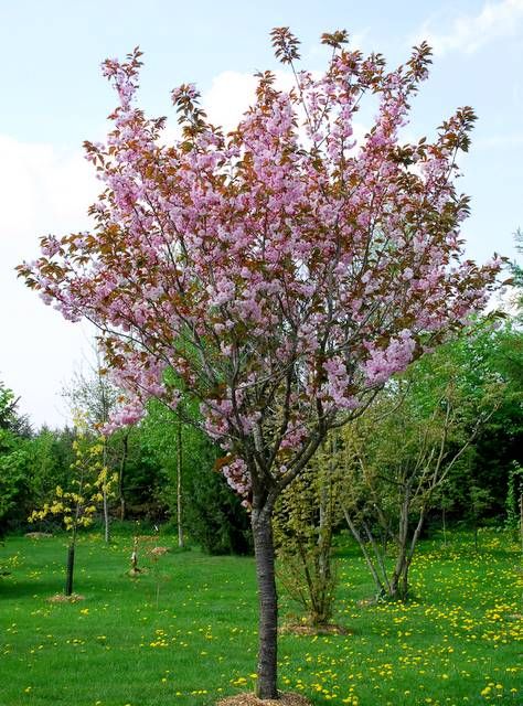 Prunus serrulata 'Kanzan' - Japán díszcseresznye