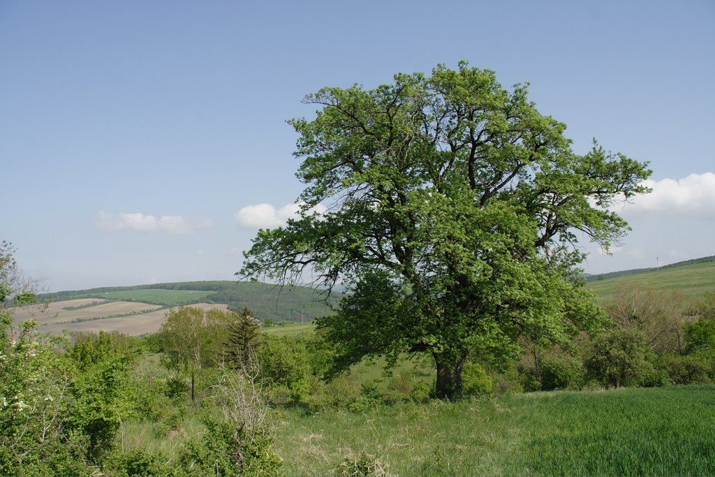 Sorbus domestica - Háziberkenye K10