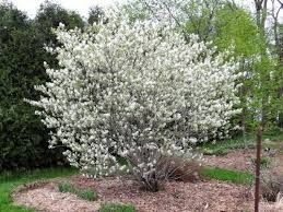 Amelanchier alnifolia 'Mandam'- Égerlevelű fanyarka