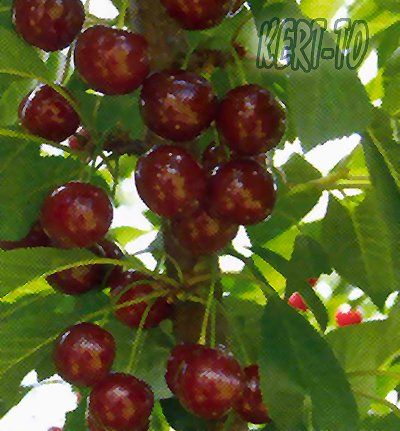 Érdi jubileum meggy, szabadgyökeres oltvány