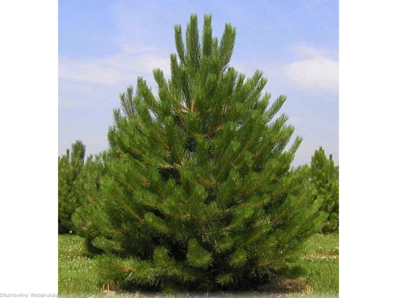 Pinus pinea törzsre oltott