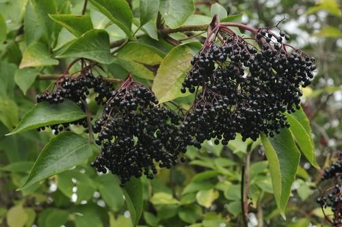 Sambucus nigra 'Holunder Nova' , 'Ranch'- fekete bodza