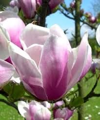 Magnolia 'Alexandrina' - Liliomfa, K2