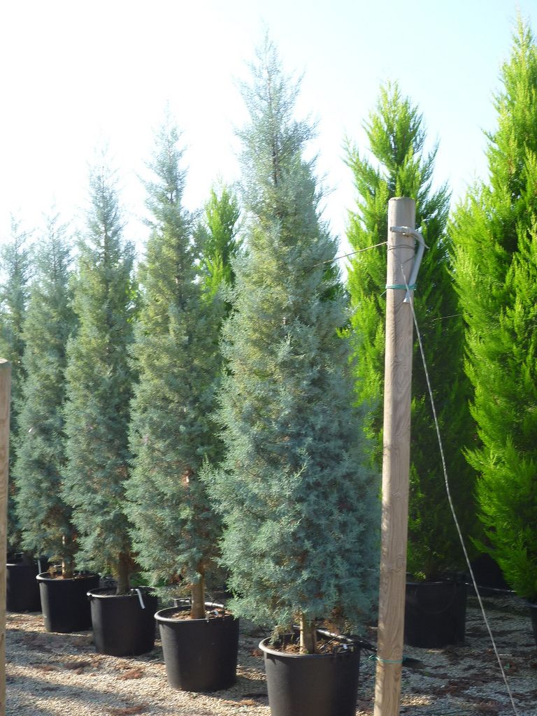 Cupressus arizonica 'Fastigiata' - Oszlopos arizóniai ciprus 200 cm