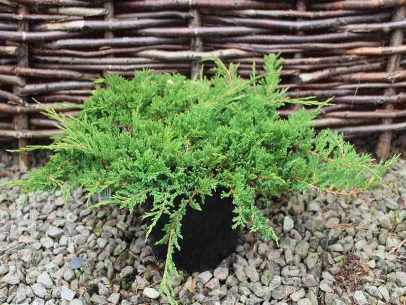Juniperus Horizontalis 'Prince of Wales' - Zöld henyeboróka 10 l. kont.