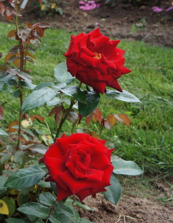 Queen of England - floribunda ágyásrózsa