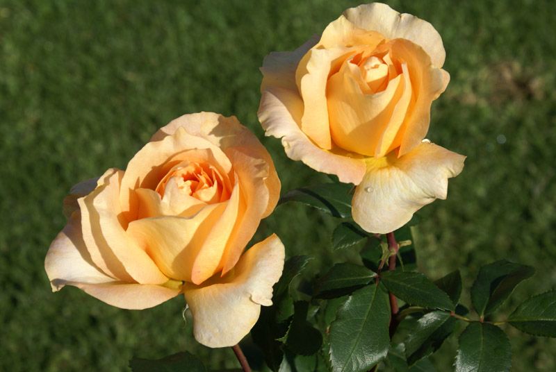 Casanova - Sárga - teahibrid vágó rózsa