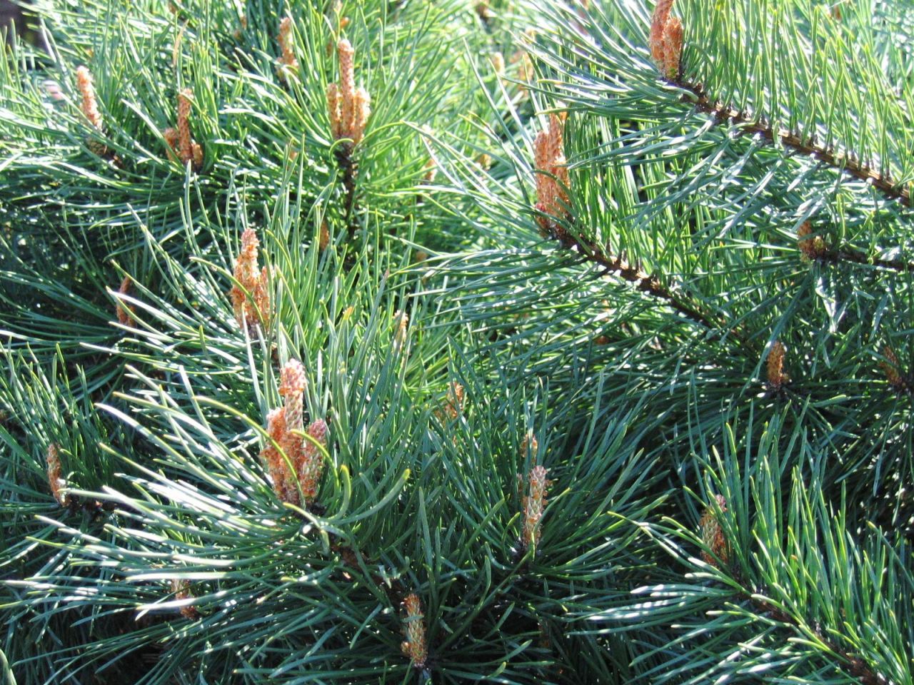 Pinus sylverstris - Erdei fenyő