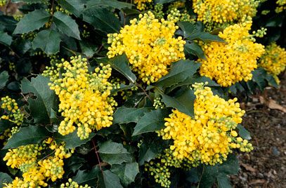 Mahonia aquifolium 