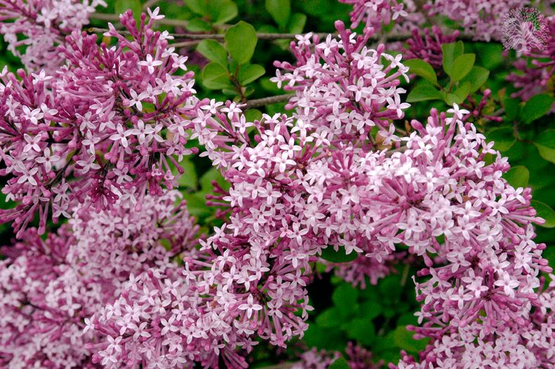 Syringa 'Red Pixie' - törpe orgona bokor 