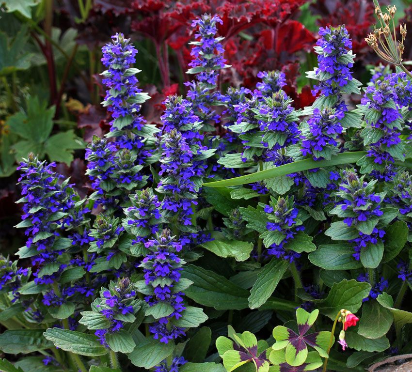 Ajuga reptans mix - indás ínfű